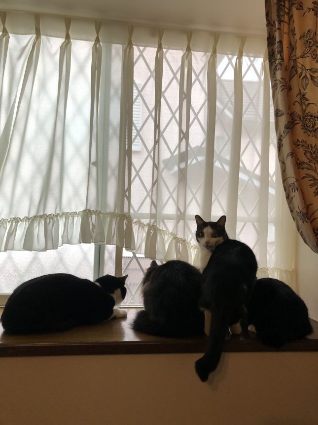 保護猫 はちわれ猫