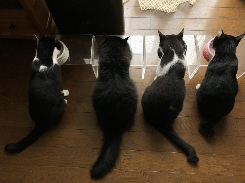 ネコのいる暮らし