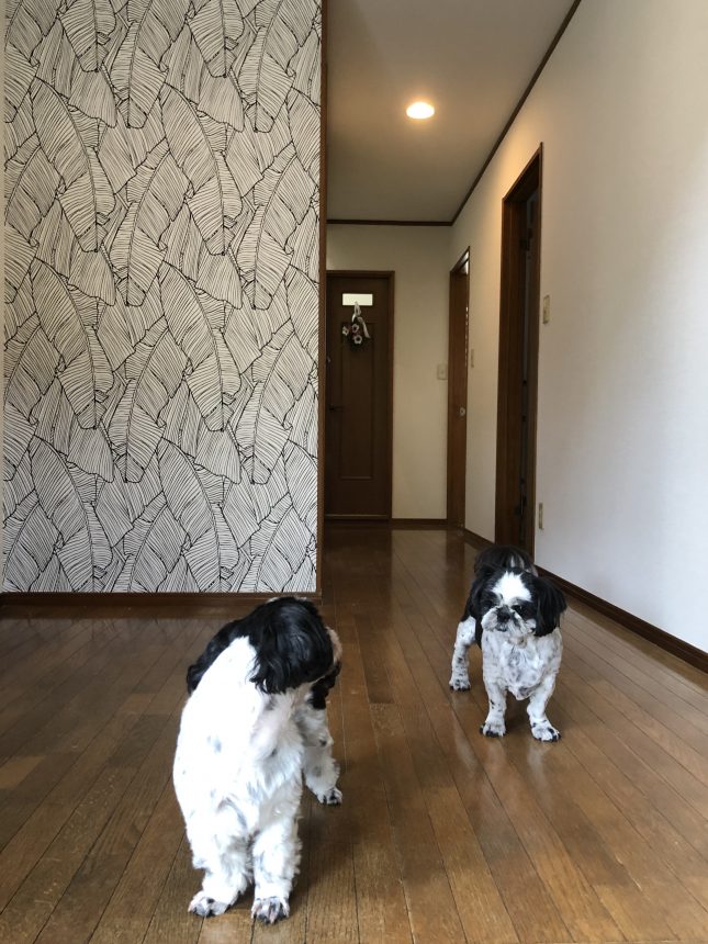クロス貼替え 内装工事 犬と暮らす イヌとの家