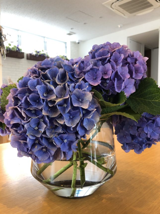 紫陽花 あじさい