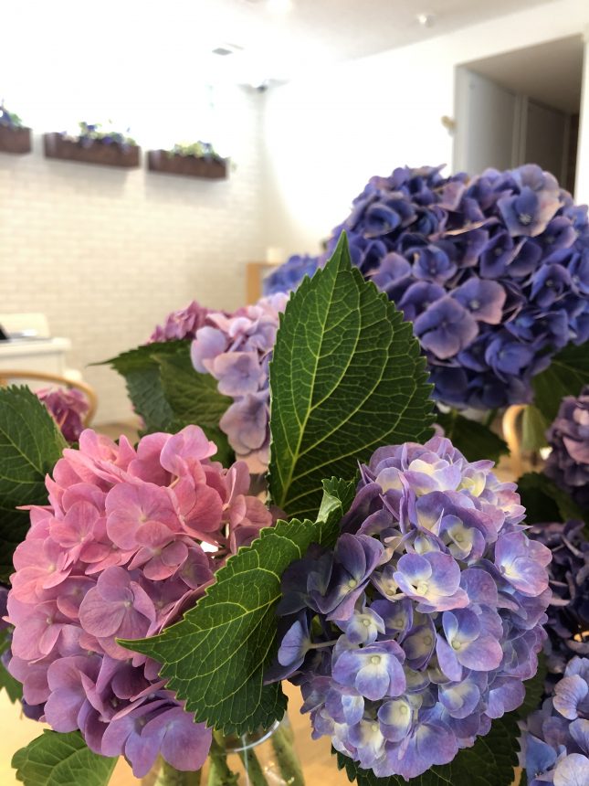 紫陽花 あじさい サポートプラザ