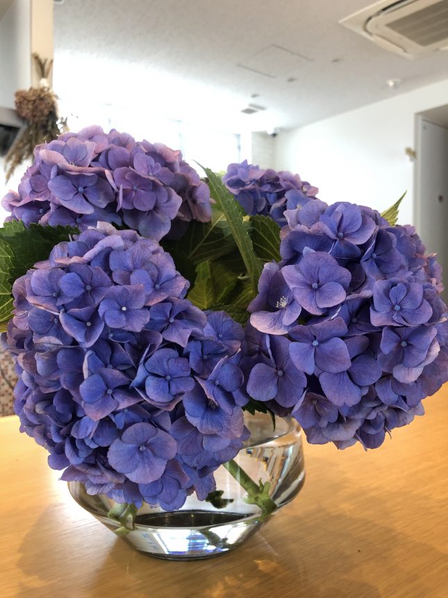 紫陽花 あじさい