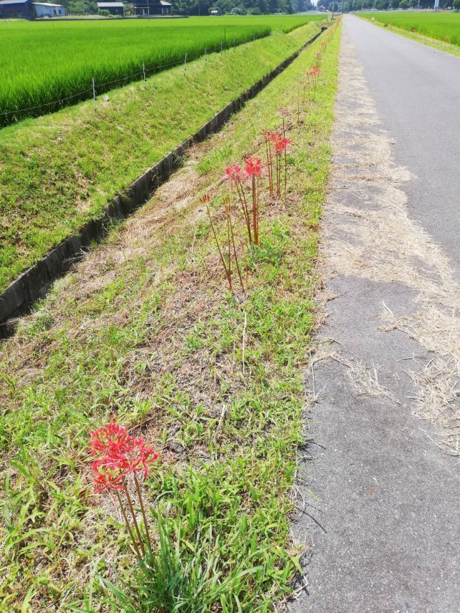 瑞浪市大湫 彼岸花