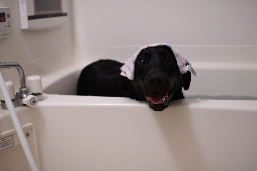 愛犬　入浴　犬の居る暮らし