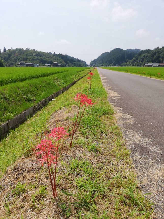 瑞浪市大湫　彼岸花